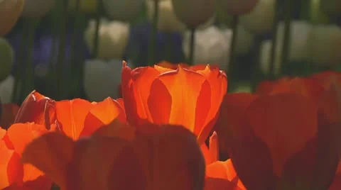 Orange tulips Video stock 10742126