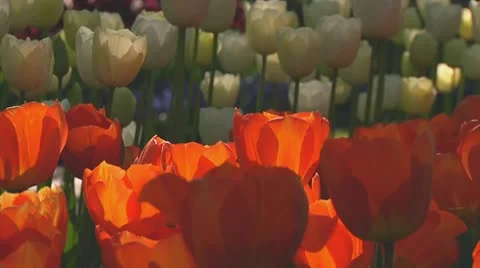 Orange tulips Stock Footage 10742134