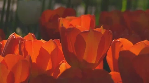 Orange tulips Stock Footage 10742149