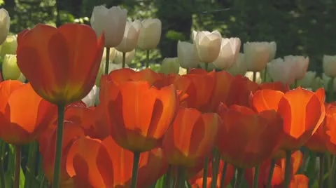 Orange tulips Stock Footage 10742157