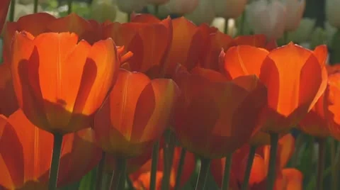 Orange tulips Stock Footage 10742167