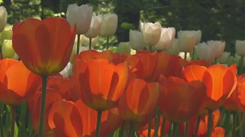 Orange tulips Stock Footage 10743536