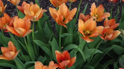 Orange tulips Stock Footage 22770367