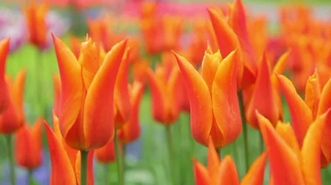 Orange, tulips Stock Footage 38249549