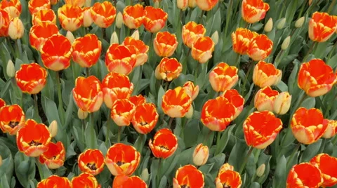 Orange tulips 库存影片 49335107