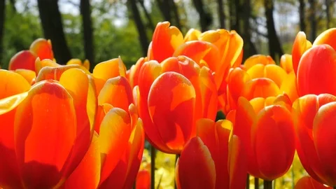 Orange tulips Stock Footage 75070209