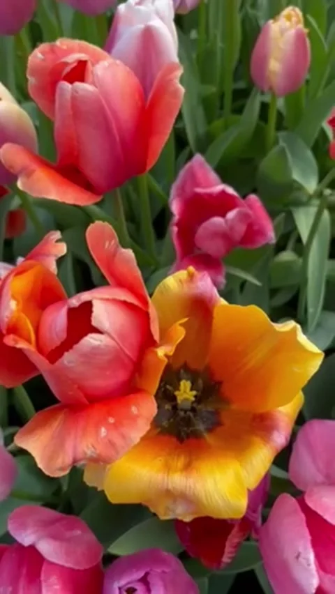 Orange Tulips in Full Bloom Swaying in the Wind with Pink Tulips at Skagit V 스톡 동영상 333423348