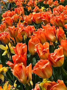 Orange Tulips in Full Spring Bloom Stock Photos