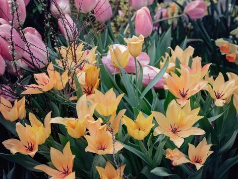 Orange tulips on a green background , spring-blooming and the flowers are usu Stock Photos