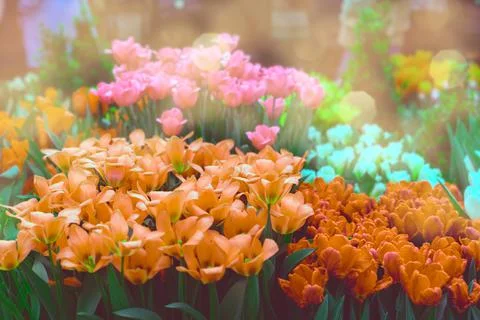 Orange tulips on a green background , spring-blooming and the flowers are usu Stock Photos