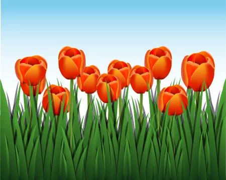 Orange Tulips Stock Illustration