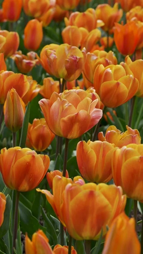 Orange tulips moving with the wind Stock Footage 289108398