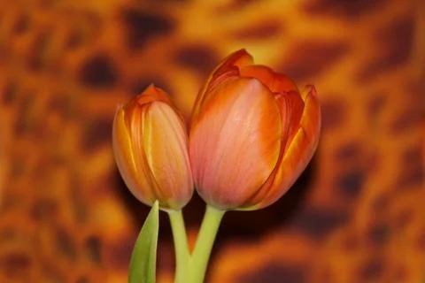 Orange tulips Stock Photos