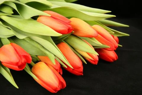 Orange tulips Stock Photos