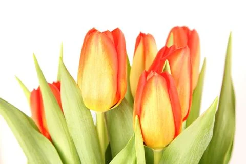 Orange tulips Stock Photos