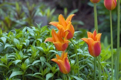 Orange tulips Stock Photos