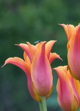 Orange tulips Stock Photos