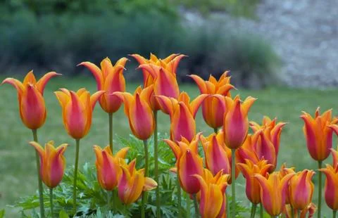 Orange tulips Stock Photos