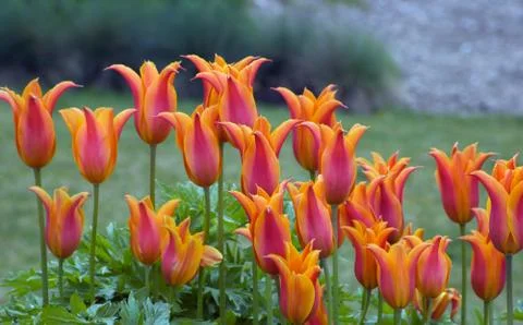 Orange tulips Stock Photos