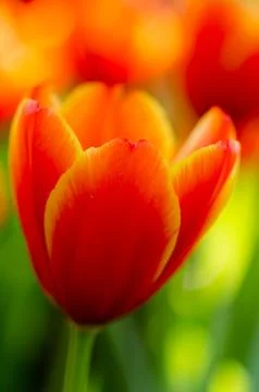 Orange tulips Stockfoto's