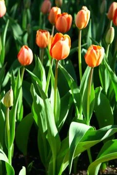 Orange tulips Stock Photos
