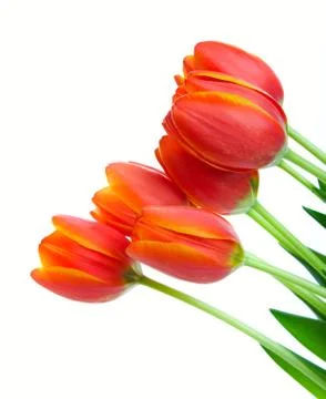 Orange tulips Stock Photos