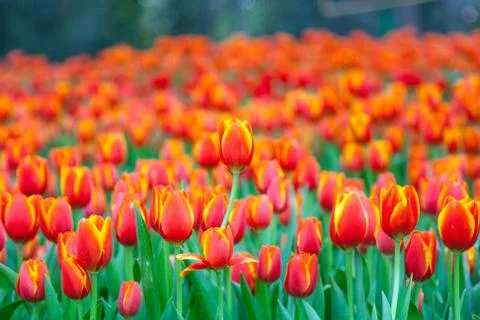 Orange tulips Stock Photos
