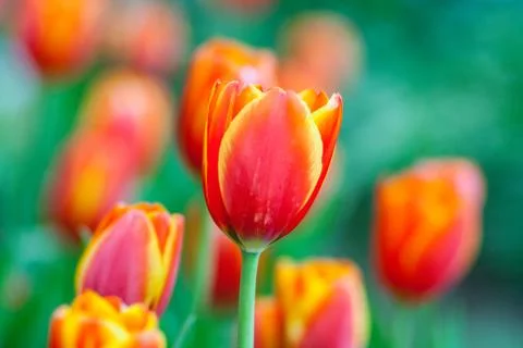 Orange tulips Stock Photos