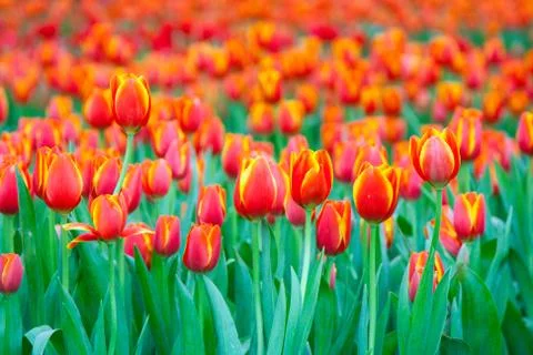 Orange tulips Stock Photos
