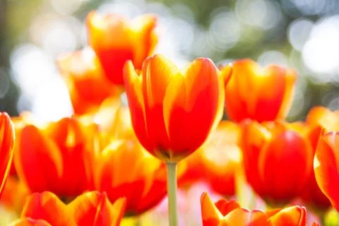 Orange tulips Stock Photos