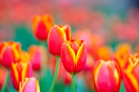 Orange tulips Stock Photos