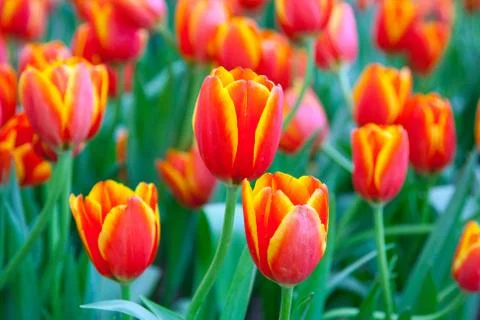 Orange tulips Stock Photos