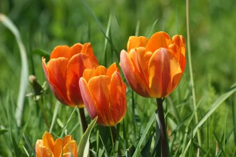 Orange tulips Stock Photos
