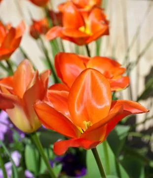 Orange tulips Stock Photos