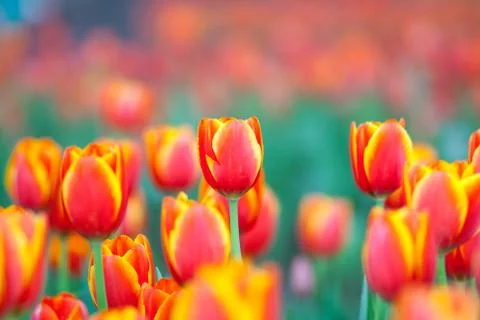 Orange tulips Stock Photos