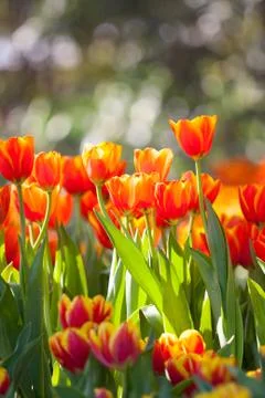 Orange tulips Stock Photos