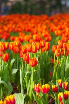 Orange tulips Stock Photos