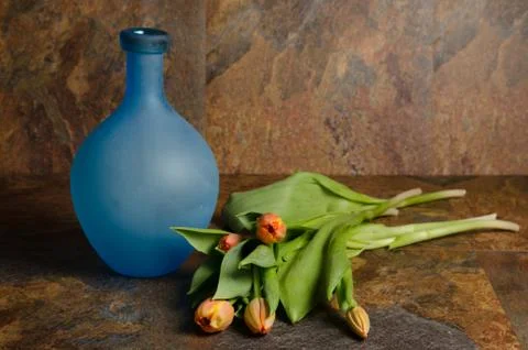 Orange tulips Stock Photos
