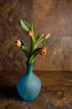 Orange tulips Stock Photos