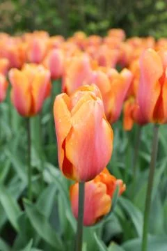 Orange tulips Stock Photos