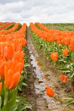 Orange tulips Stock Photos