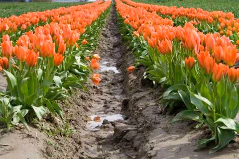 Orange tulips Stock Photos