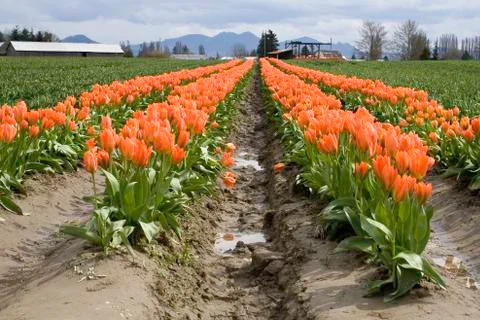 Orange tulips Stock Photos