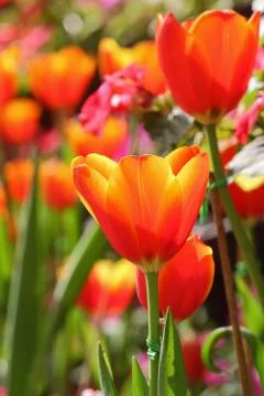 Orange tulips Stock Photos