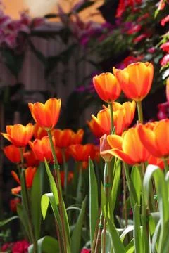 Orange tulips Stock Photos