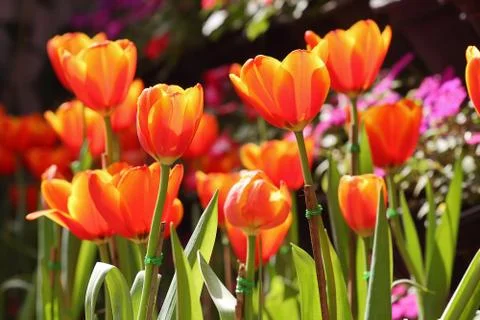 Orange tulips Stock Photos