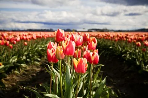 Orange tulips Stock Photos