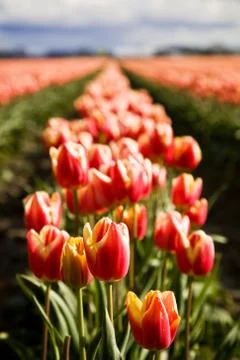 Orange tulips Stock Photos