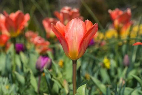 Orange tulips Stock Photos