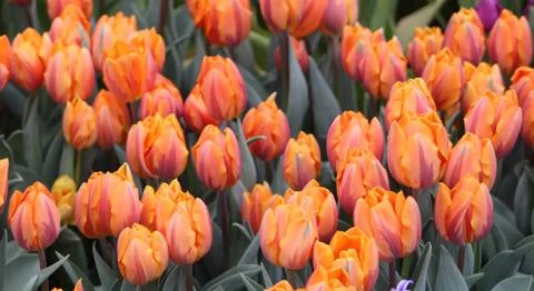 Orange tulips Stock Photos